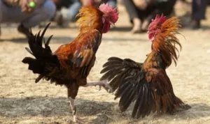 Đá Gà WS168 Tại 789P