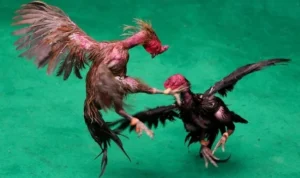 Đá Gà GA28 Tại 789P