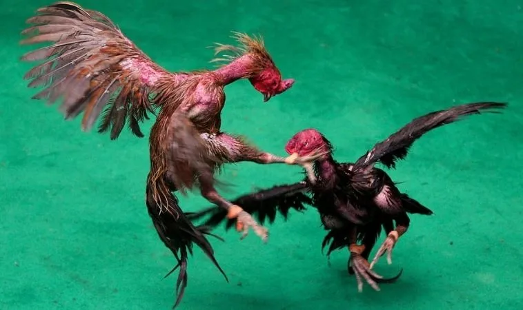 Đá Gà GA28 Tại 789P