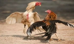 Đá Gà Sabong Tại 789P